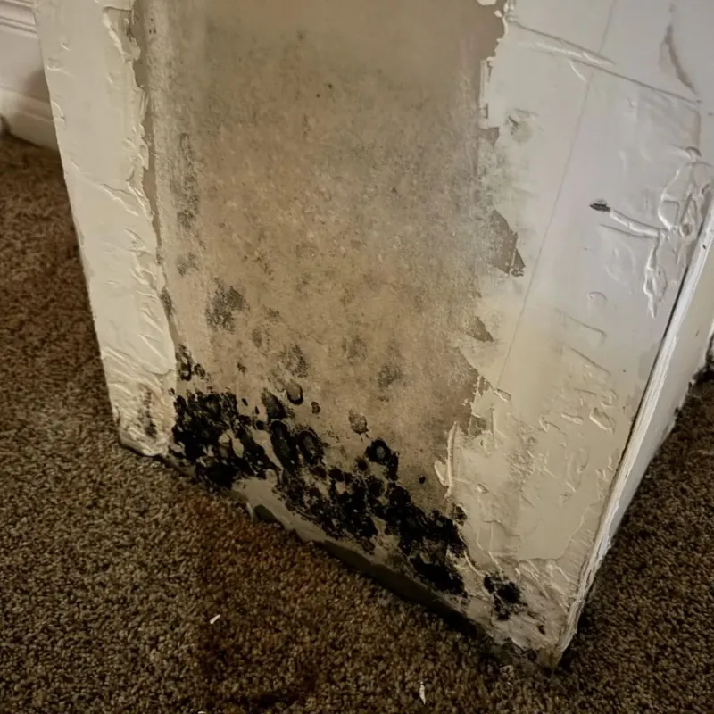 Professional Mold Removal in Newton, IA